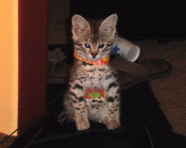 Gretta 8wks 1