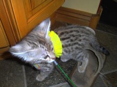 gretta 8wks 2