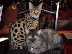 Echo & Monster AKA: radar