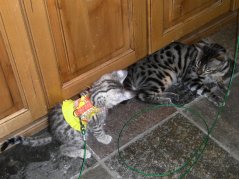 Gretta 9wks & Griffin 5mts