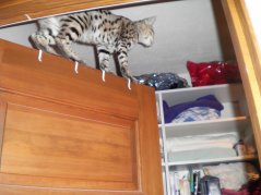 Do you think I can make it?