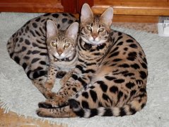 Cubbie & Echo