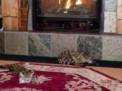  Sleeping by the Fire