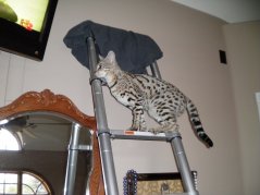 Never leave your ladder unattended!
