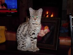 Gretta / Platinum F1