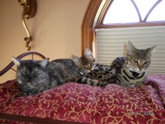 Radar, Cubbie & Echo