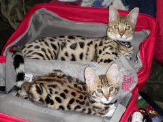  Packing to go
