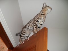 Gretta on the closet door!