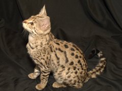 Gretta 6mts