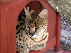 Serval Fathers-Timbuck of Drinkwater & Drinkwater Kongo
