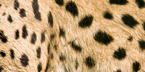 Resultado de imagem para serval color